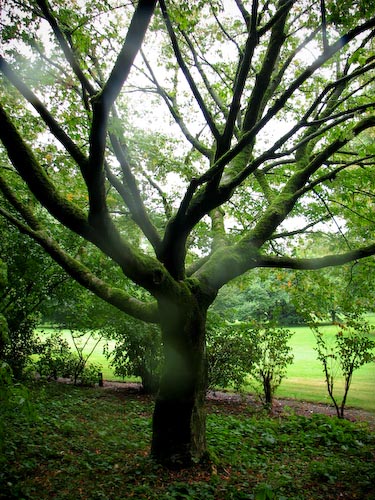 Acer cissifolium